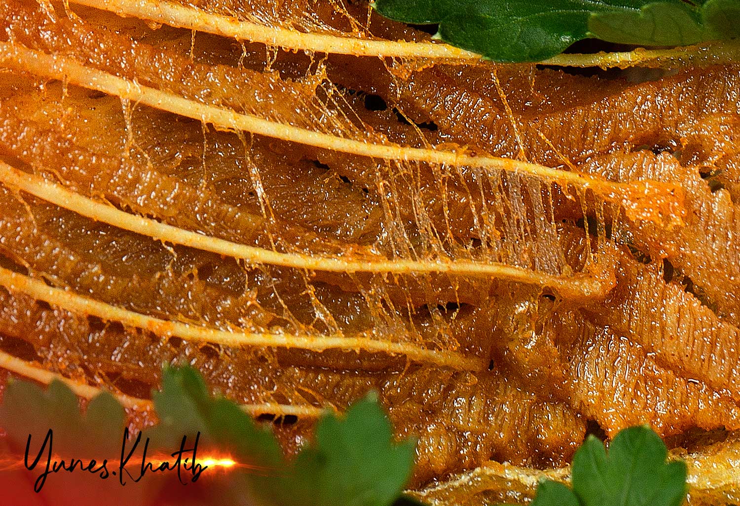 عکاسی از غذای دریایی